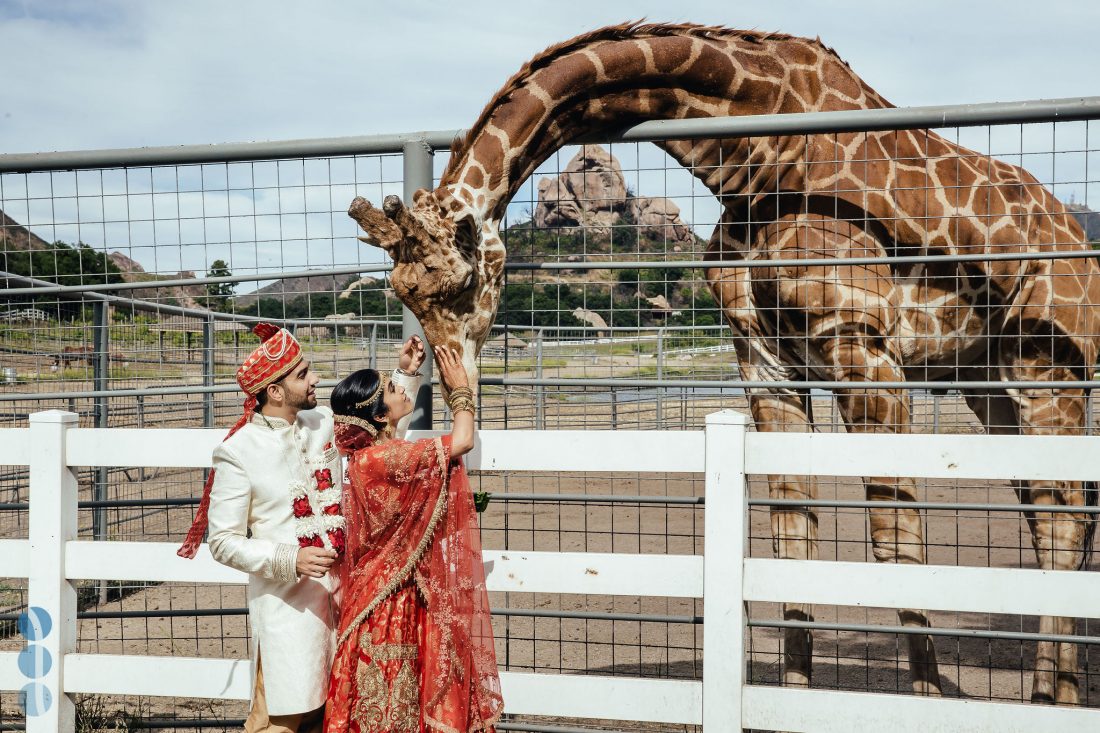 Wedding photos with a giraffe from Amish and Megna's Indian Wedding at Saddlerock Ranch in Malibu, CA